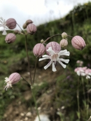 Tux-Finkenberg-Wandern-2019-004