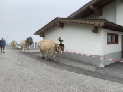 Tux-Finkenberg-Wandern-2019-044