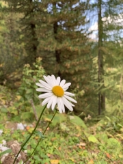 Tux-Finkenberg-Wandern-2019-079
