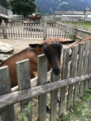 Tux-Finkenberg-Wandern-2019-174