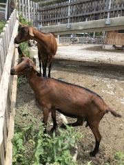Tux-Finkenberg-Wandern-2019-175