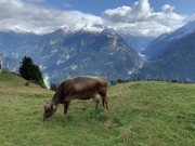 Tux-Finkenberg-Wandern-2019-199