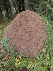 Tux-Finkenberg-Wandern-2019-215