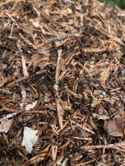 Tux-Finkenberg-Wandern-2019-216