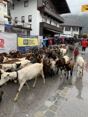 Tux-Finkenberg-Wandern-2019-248