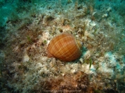 Malta-2020-101