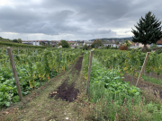 Bad-Duerkheim-10-2020-024