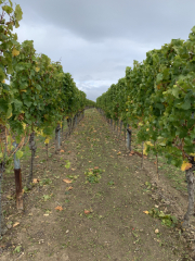 Bad-Duerkheim-10-2020-027