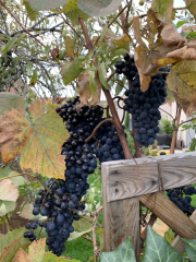 Bad-Duerkheim-10-2020-034