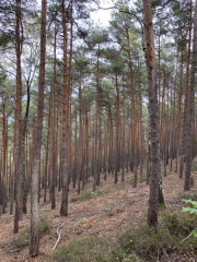 Bad-Duerkheim-10-2020-101