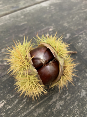 Bad-Duerkheim-10-2020-103