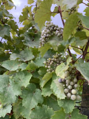 Bad-Duerkheim-10-2020-110