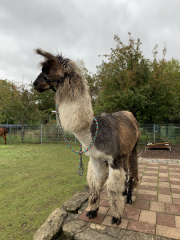 Bad-Duerkheim-10-2020-125