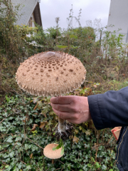 Bad-Duerkheim-10-2020-132