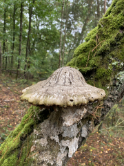 Bad-Duerkheim-10-2020-143