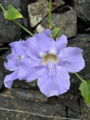 AIDAmar-Kanaren-Januar-2022-080