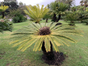 AIDAmar-Kanaren-Januar-2022-091