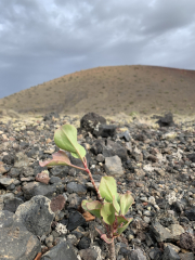 AIDAmar-Kanaren-Januar-2022-143