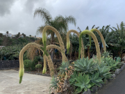 AIDAmar-Kanaren-Januar-2022-183