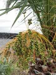 AIDAmar-Kanaren-Januar-2022-184