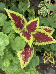 AIDAmar-Kanaren-Januar-2022-187