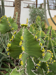 AIDAmar-Kanaren-Januar-2022-191