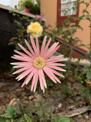 AIDAmar-Kanaren-Januar-2022-193