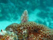 Makadi-Bay-05-2022-081