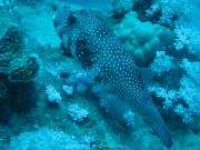 Makadi-Bay-05-2022-123