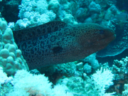 Makadi-Bay-05-2022-124