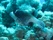 Makadi-Bay-05-2022-125
