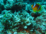 Makadi-Bay-05-2022-127