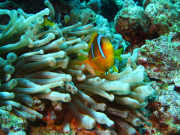 Makadi-Bay-05-2022-128
