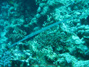 Makadi-Bay-05-2022-130