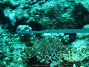 Makadi-Bay-05-2022-132