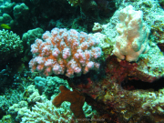 Makadi-Bay-05-2022-133