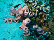 Makadi-Bay-05-2022-142