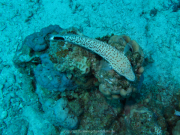 Makadi-Bay-05-2022-143