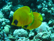 Makadi-Bay-05-2022-147