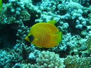 Makadi-Bay-05-2022-148
