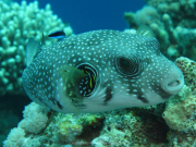 Makadi-Bay-05-2022-150