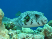 Makadi-Bay-05-2022-151