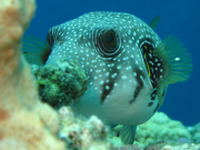 Makadi-Bay-05-2022-152