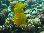 Makadi-Bay-05-2022-153
