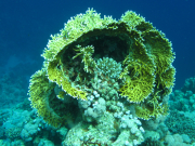 Makadi-Bay-05-2022-156