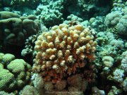Makadi-Bay-05-2022-158