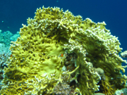 Makadi-Bay-05-2022-161