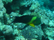 Makadi-Bay-05-2022-162