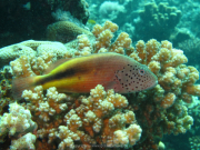 Makadi-Bay-05-2022-175