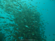 Makadi-Bay-05-2022-186